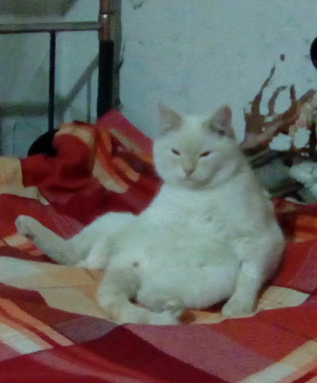 А вы знали, что у котов есть свой чат на Cat's.pornhub?