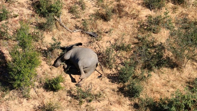 В Африке таинственно погибли сотни слонов