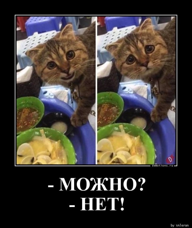Смешные коты 25.08.20