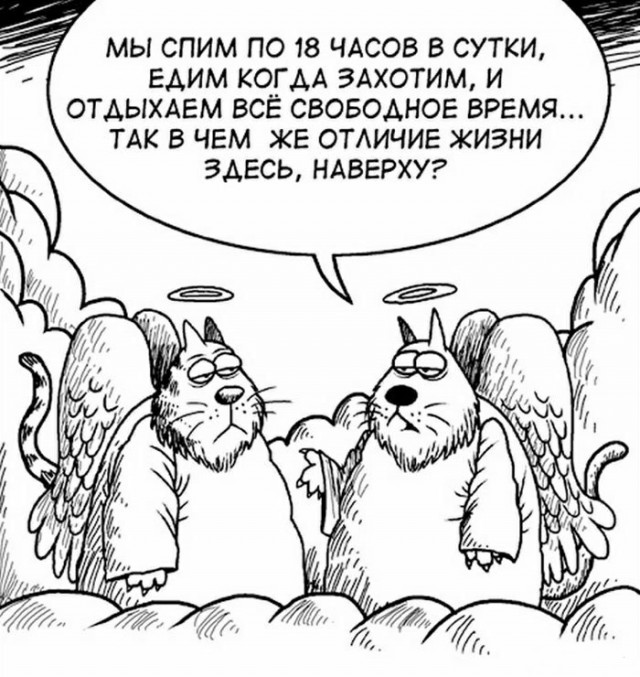 С котопятницей! Улыбнемся?