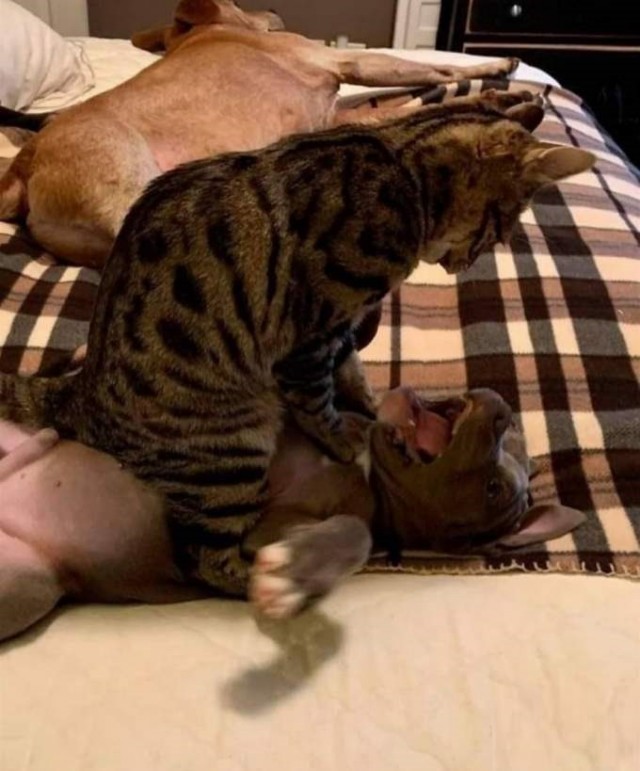 Коты они такие