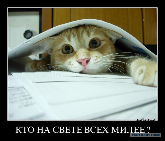 Не будите в коте зверя!