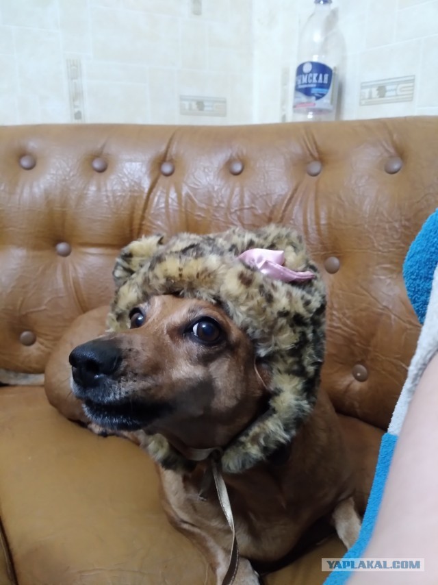 Сегодня собакочетверг
