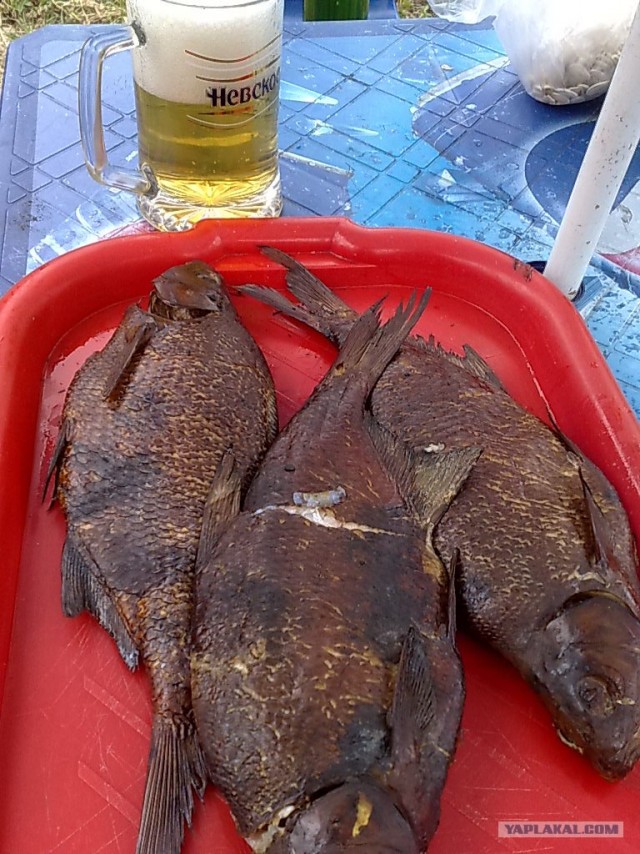 Все из рыбы!