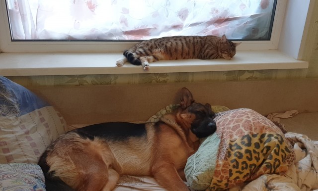 Котовторник