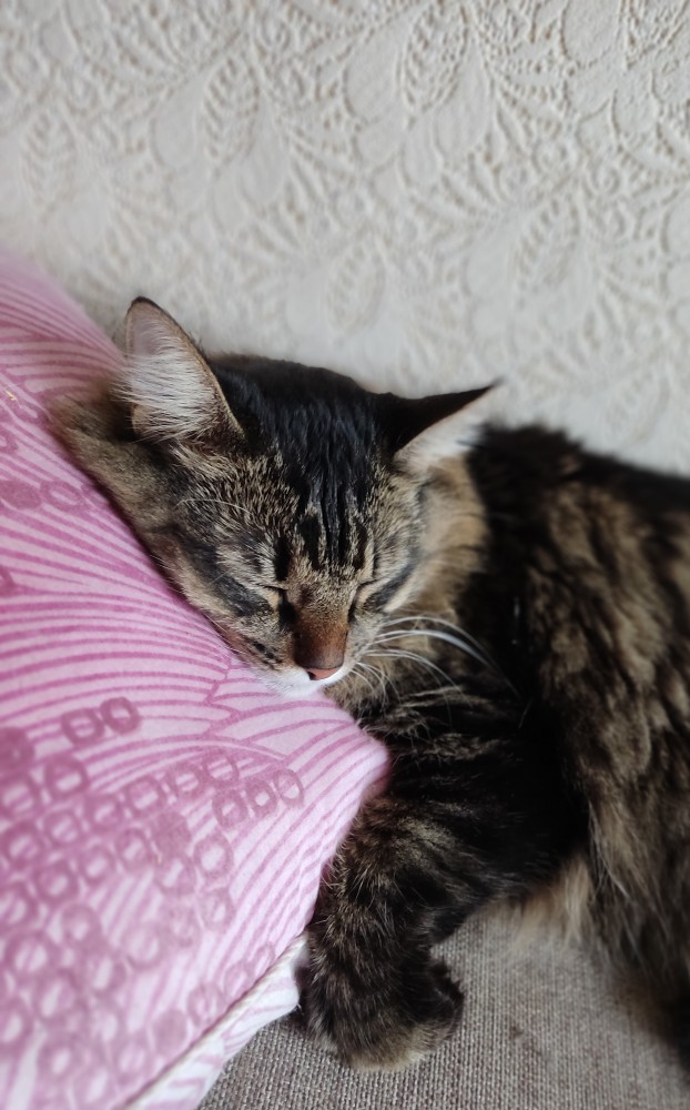 Котовторнику быть