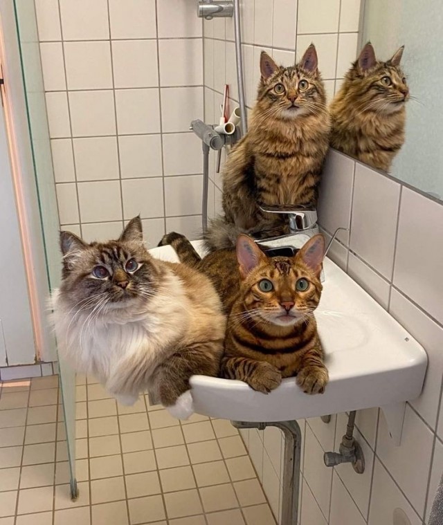 Котам начхать на вашу приватность