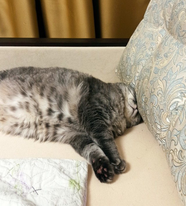 Котовторник 25.01.22