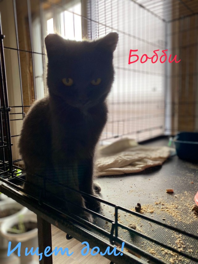 Жизнь домашнего приюта "Котоленд" 331