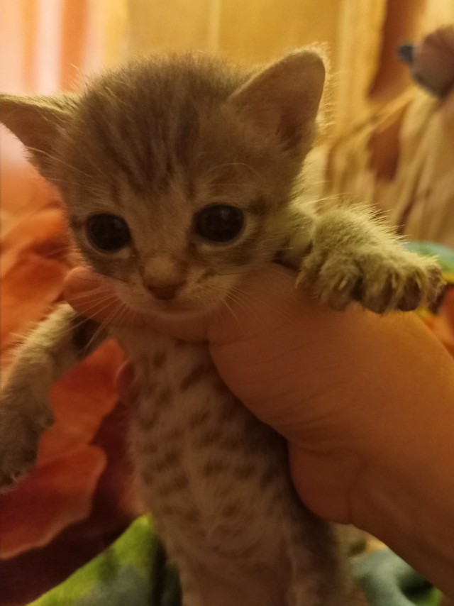 Начну котовторник чуть раньше!