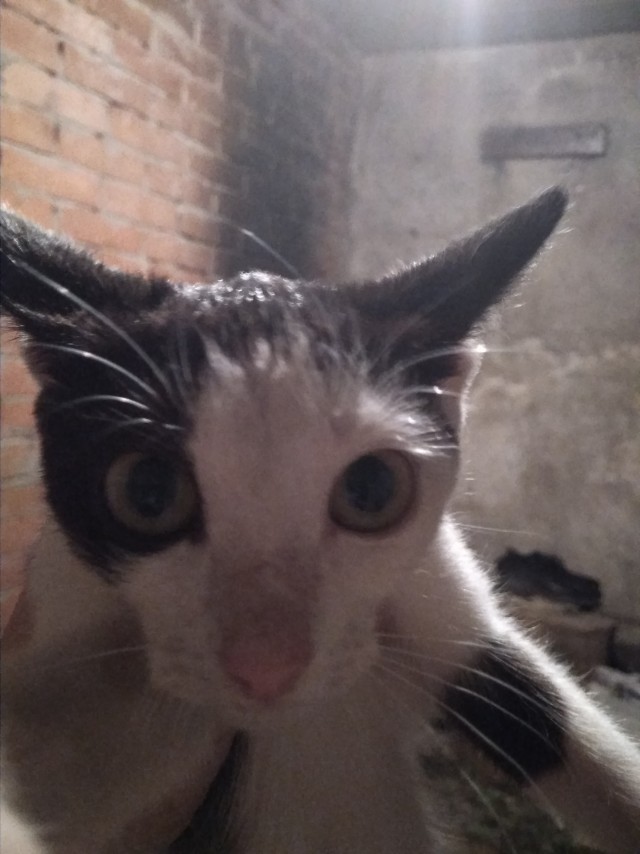 Нам годик в котовторник