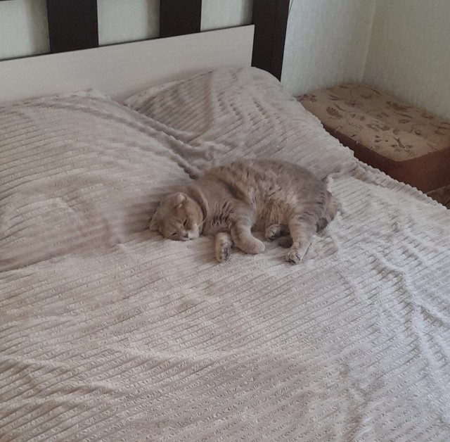 С Котовторником вас! Зовут Чеса!