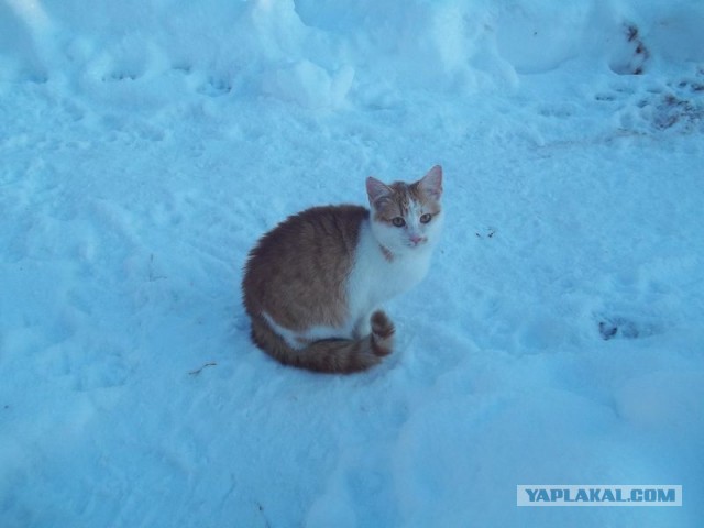 Жизнь домашнего приюта для котеек 425