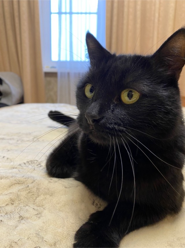 Кот Филимон