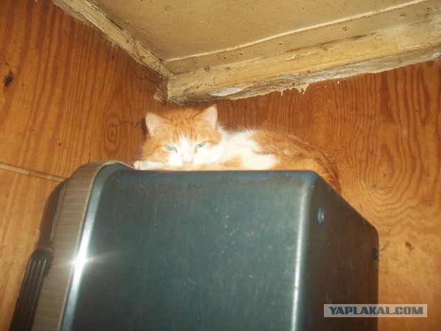 Жизнь домашнего приюта для котеек 436
