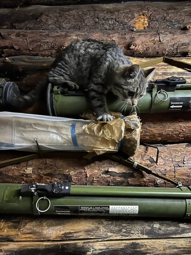 Кот на боевых