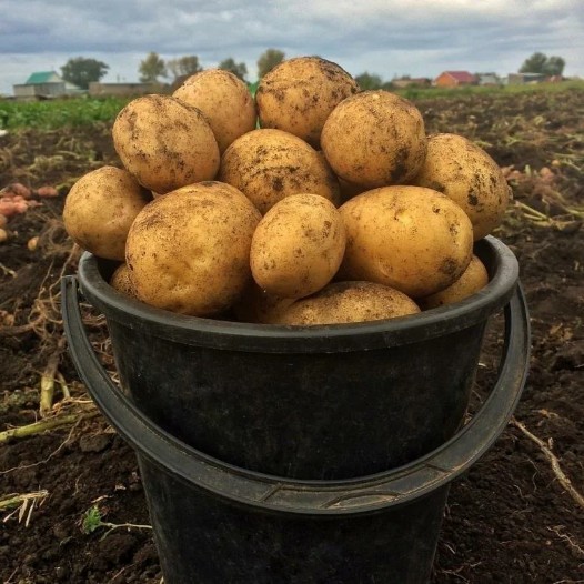 Дела огородные