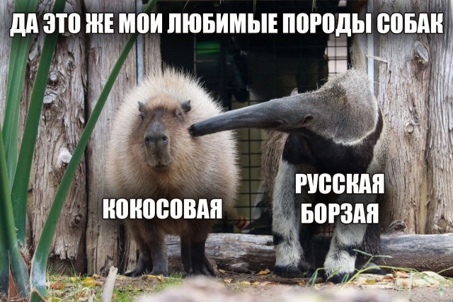 Большие капибары