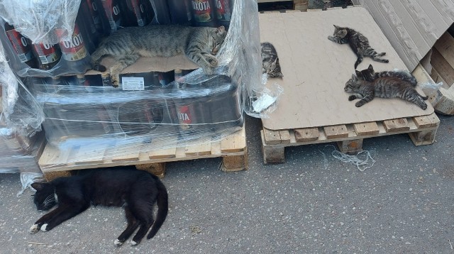 Вред алкоголя.