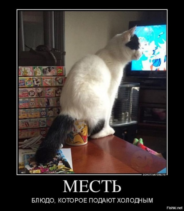 20 котиков, которые могли бы вести себя по-нормальному, но зачем, если их и так любят?