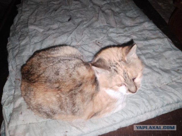 Жизнь домашнего приюта для котеек 474