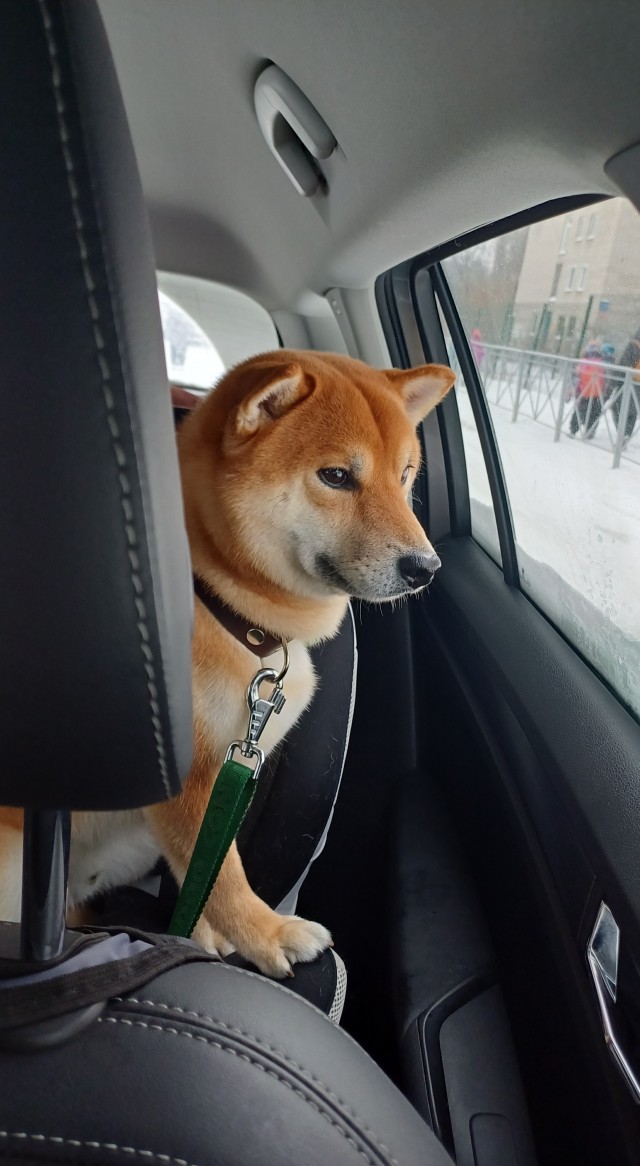 Эх, собакочетверг же