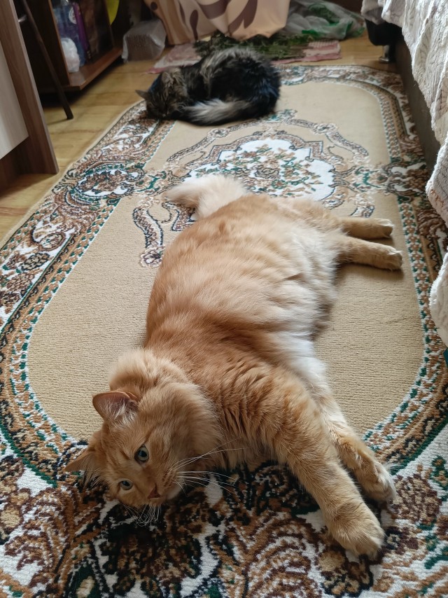Котовторник