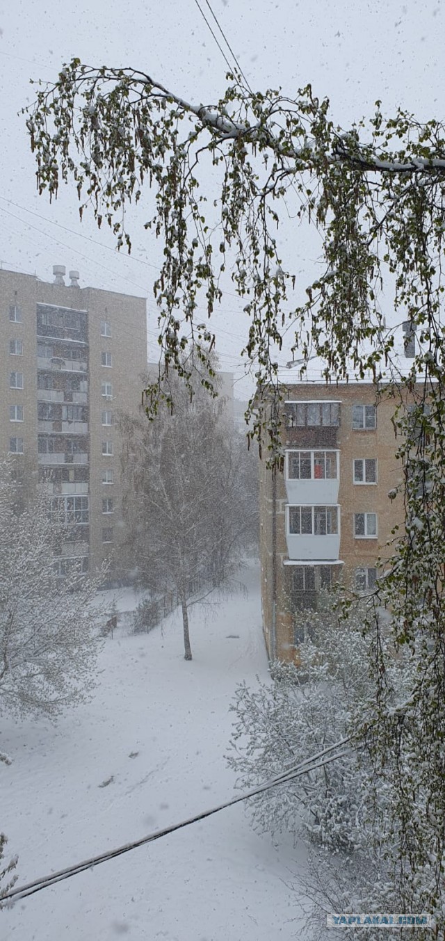 Это май баловник, это май чародей...
