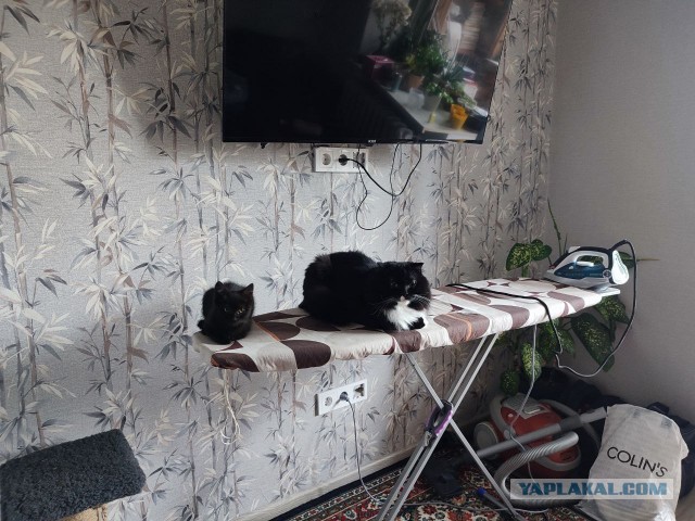 Подкидыш к котовторнику