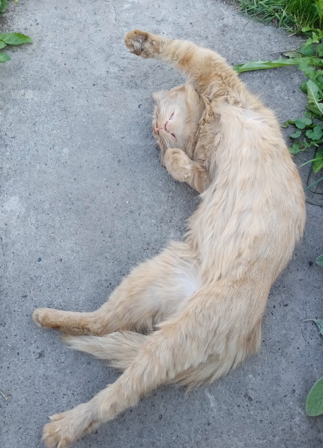 Осторожно, передоз милоты