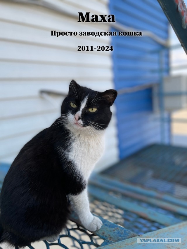 Котовторник грустный