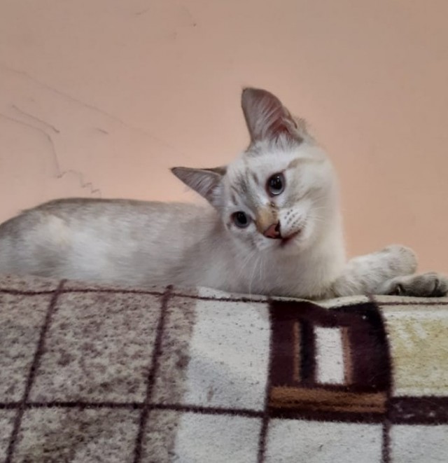 1 марта - день котов и кошек