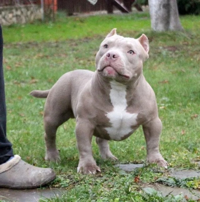 Собака породы американский булли укусила женщину в Москве.