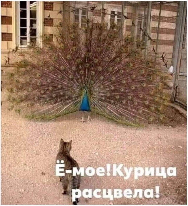 Так себе картинки 20.08.25
