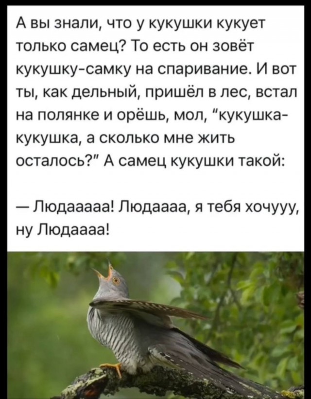 Картинки для деградации 49 (разной степени свежести)