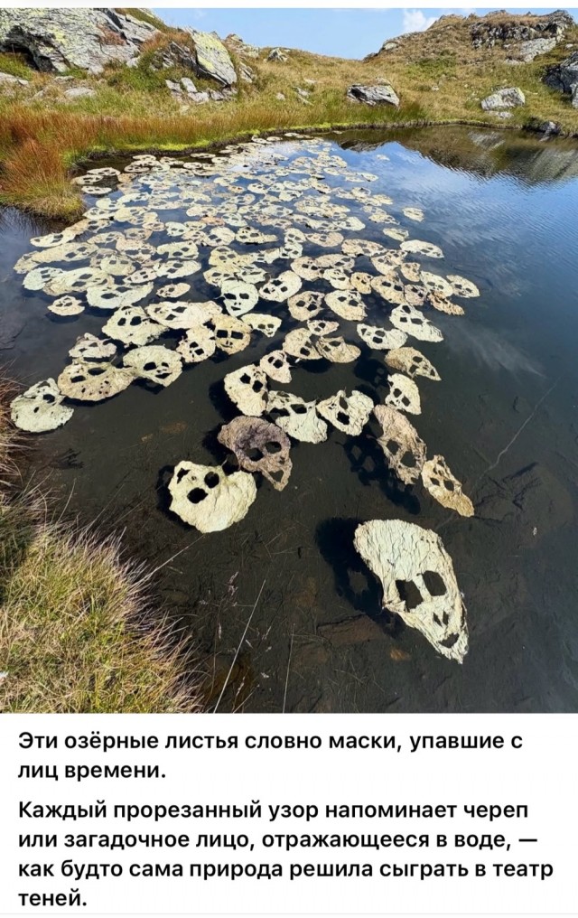 Картинки для деградации 50 (разной степени свежести)