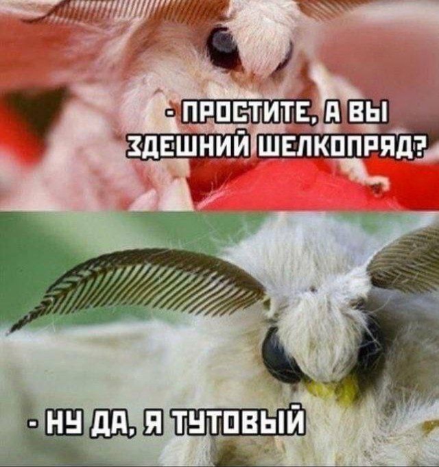 Веселое настроение в картинках (05.10.2025)