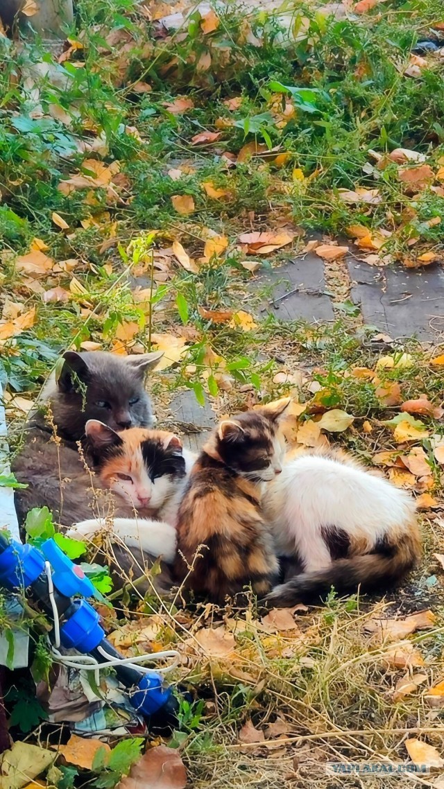 Котовторник. Где коты? Мой вот!