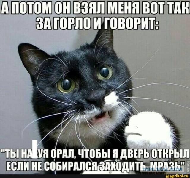 Три кота)))