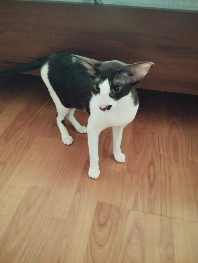 Ну раз котоффторник!