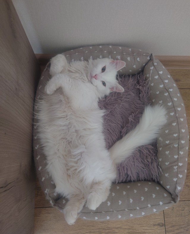 Котовторник наступил
