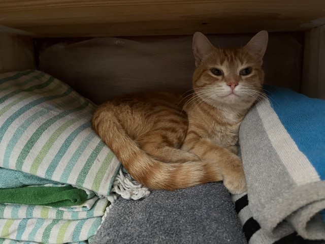 Котëнок-заморыш стал красивой кошкой