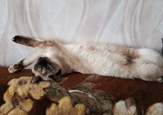 Котовторник