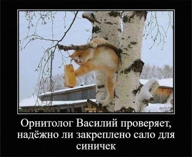 Снегирь и сало