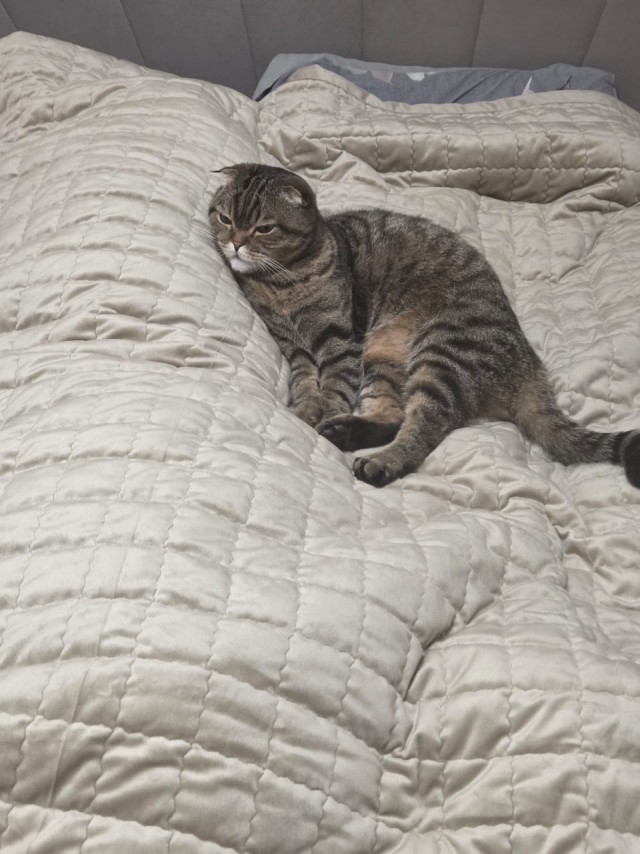 К-котовторник.