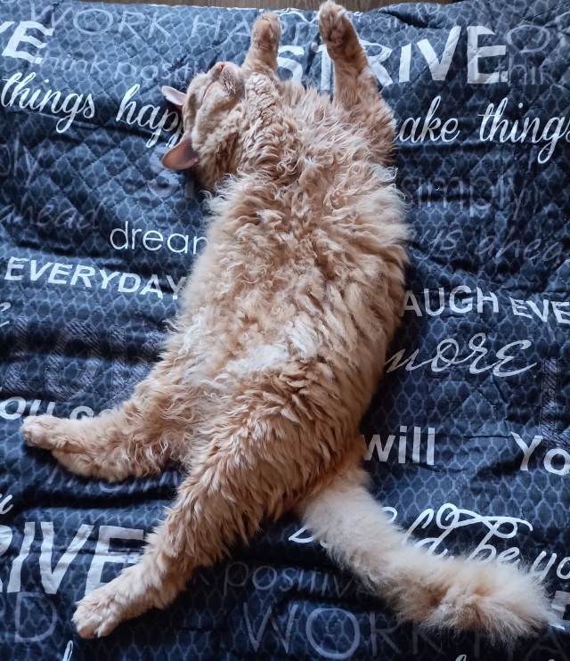 Котямбосы