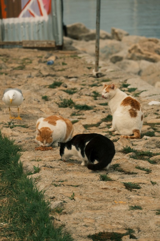 Котовторник из Палермо