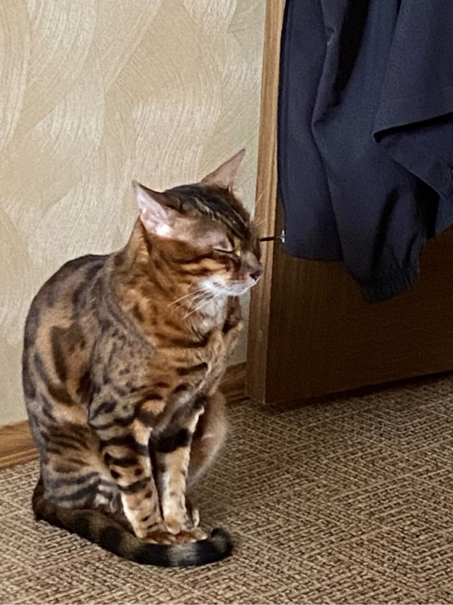 Братцы, мой кот.