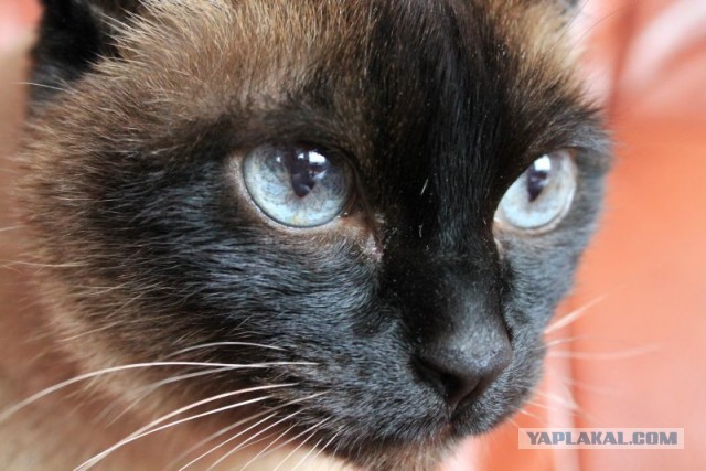 А точнее - леопард