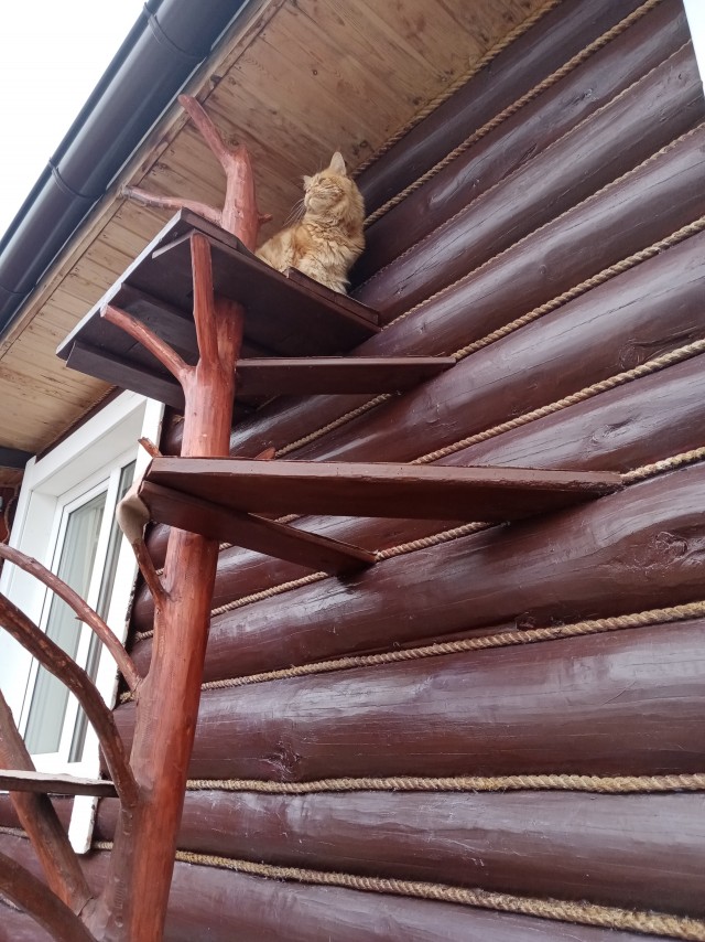 Лестница для котика